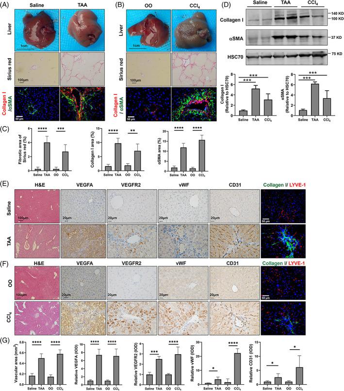 https://cdn.ncbi.nlm.nih.gov/pmc/blobs/0d18/10280135/ddc620365afe/CPR-56-e13432-g004.jpg