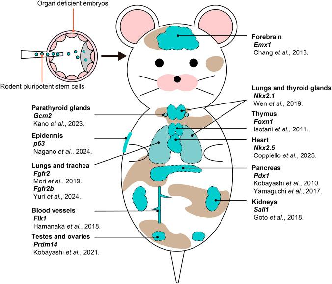 https://cdn.ncbi.nlm.nih.gov/pmc/blobs/0d18/12340248/0959ebc0c224/72_EJ25-0069_03.jpg