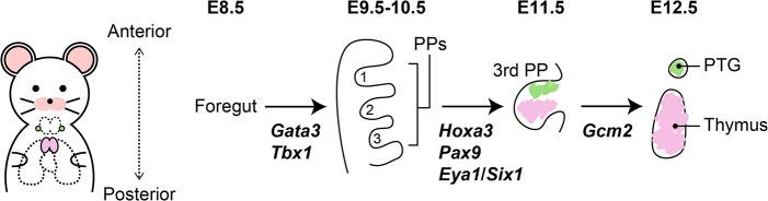 https://cdn.ncbi.nlm.nih.gov/pmc/blobs/0d18/12340248/875fcc3567e1/72_EJ25-0069_02.jpg