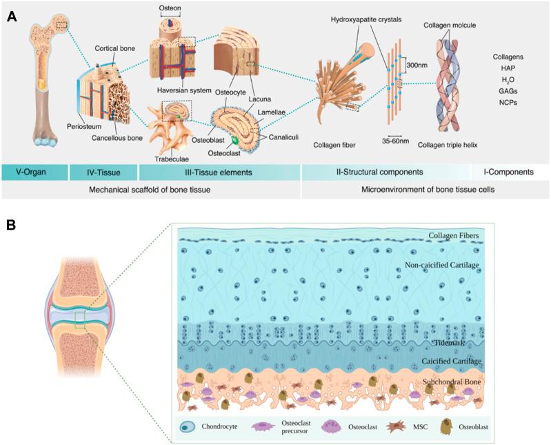 https://cdn.ncbi.nlm.nih.gov/pmc/blobs/0d1c/11165218/747b9a48aea7/fbioe-12-1389733-g002.jpg