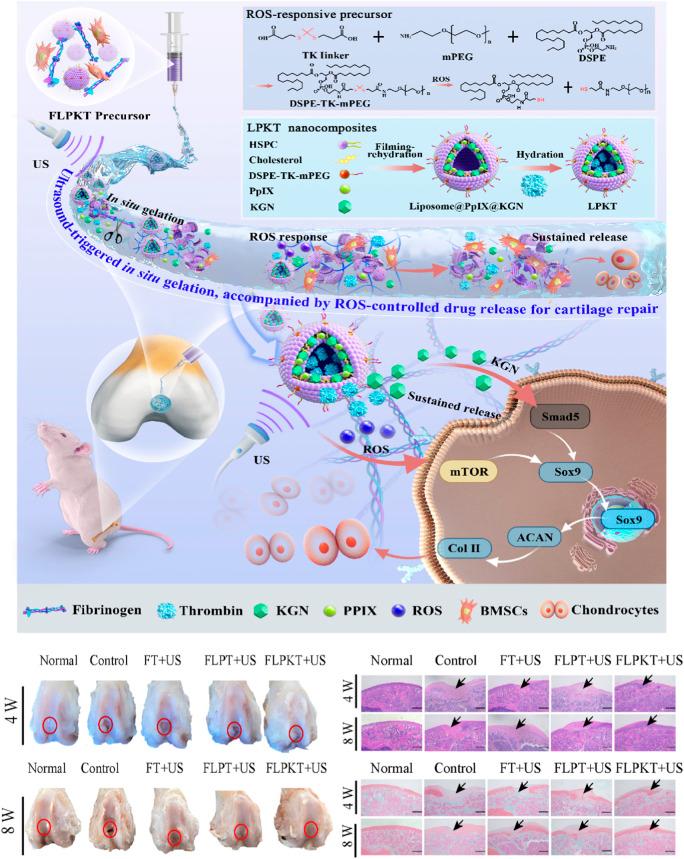 https://cdn.ncbi.nlm.nih.gov/pmc/blobs/0d1c/11165218/8405a67f91f4/fbioe-12-1389733-g006.jpg