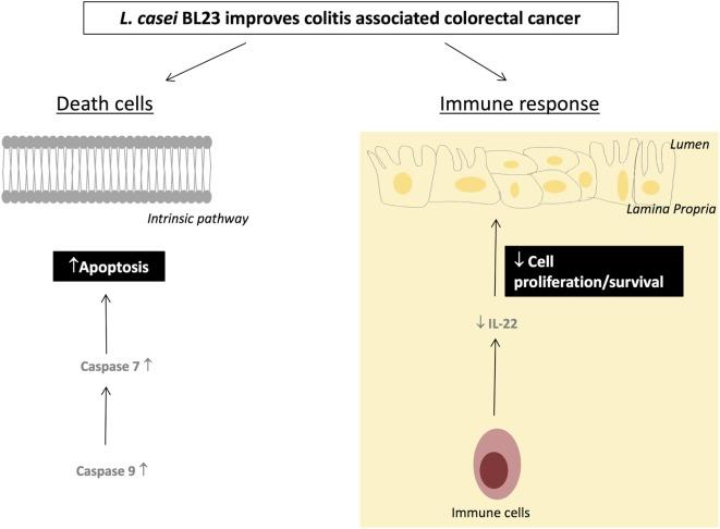 https://cdn.ncbi.nlm.nih.gov/pmc/blobs/0d1c/5702231/4804237c6ef1/fimmu-08-01553-g005.jpg