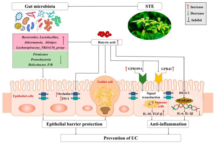 https://cdn.ncbi.nlm.nih.gov/pmc/blobs/0d1f/9183097/1b0cf78fc8c3/nutrients-14-02208-g007.jpg