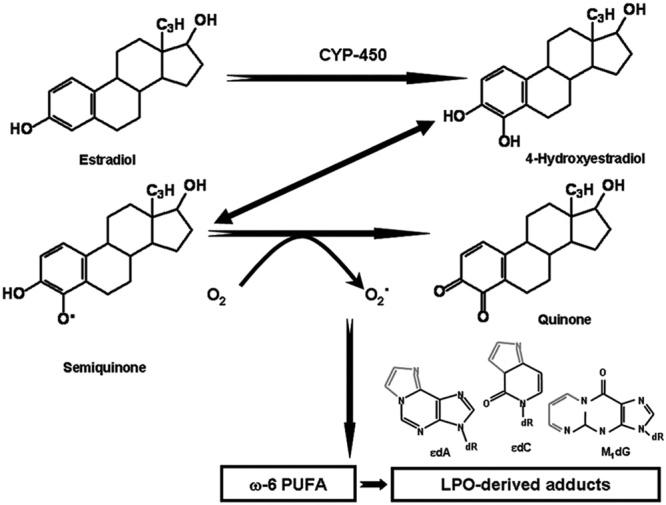 https://cdn.ncbi.nlm.nih.gov/pmc/blobs/0d20/5553235/2f2ab2c6f988/cej-26-385-g003.jpg