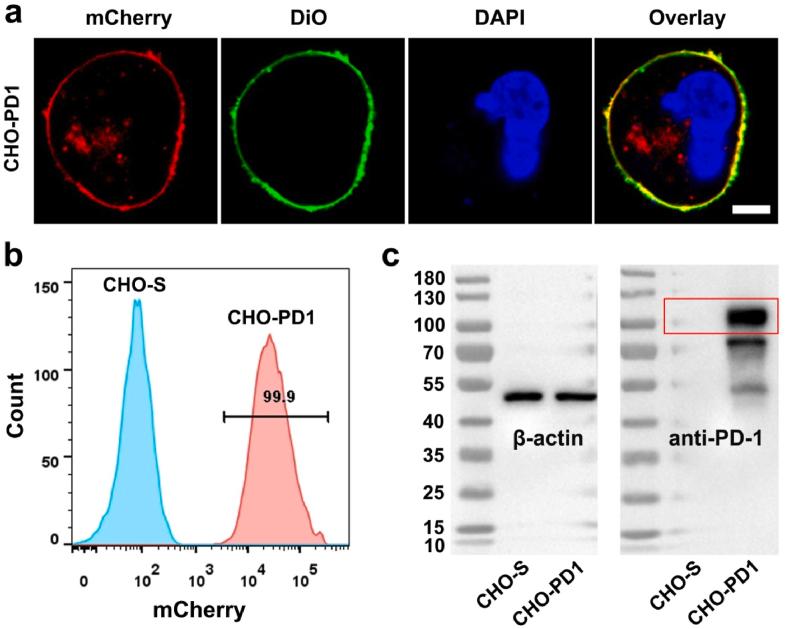 https://cdn.ncbi.nlm.nih.gov/pmc/blobs/0d25/9812708/bfc19f9ceb05/gr2.jpg