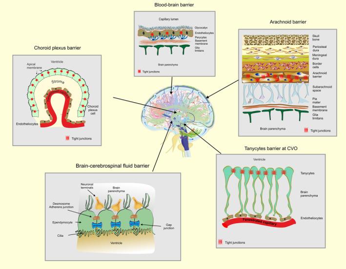 https://cdn.ncbi.nlm.nih.gov/pmc/blobs/0d26/11737474/4f9512bc2cc7/APHA-241-e14283-g002.jpg