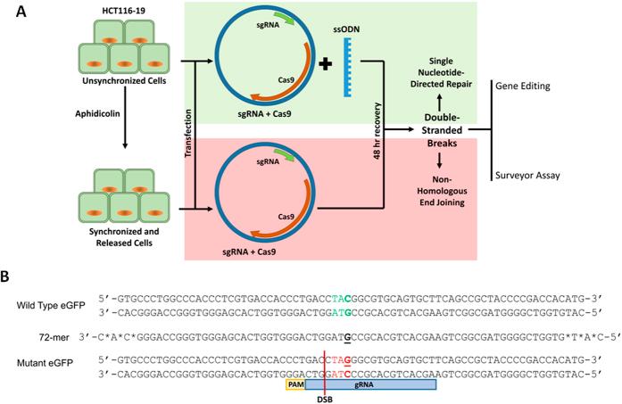 https://cdn.ncbi.nlm.nih.gov/pmc/blobs/0d26/5016854/70ea22794a91/srep32681-f1.jpg