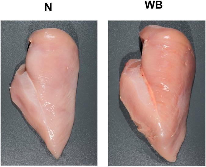 https://cdn.ncbi.nlm.nih.gov/pmc/blobs/0d30/11390708/0c0177a95dc4/fphys-15-1452318-g007.jpg