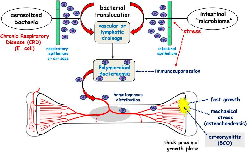 https://cdn.ncbi.nlm.nih.gov/pmc/blobs/0d30/11390708/559d76b7aec5/fphys-15-1452318-g001.jpg