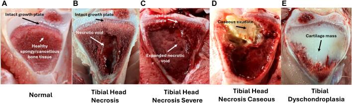 https://cdn.ncbi.nlm.nih.gov/pmc/blobs/0d30/11390708/7c5a3b3bff8e/fphys-15-1452318-g005.jpg