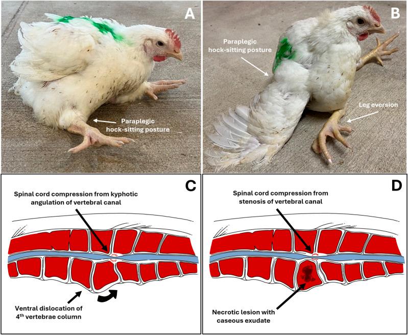 https://cdn.ncbi.nlm.nih.gov/pmc/blobs/0d30/11390708/8d8d420e916e/fphys-15-1452318-g002.jpg