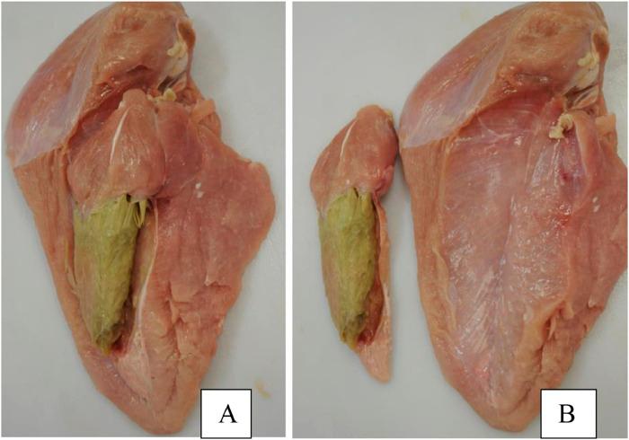 https://cdn.ncbi.nlm.nih.gov/pmc/blobs/0d30/11390708/917a2d281983/fphys-15-1452318-g008.jpg
