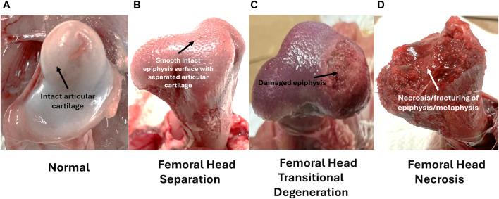 https://cdn.ncbi.nlm.nih.gov/pmc/blobs/0d30/11390708/a3e91f2e62f5/fphys-15-1452318-g004.jpg