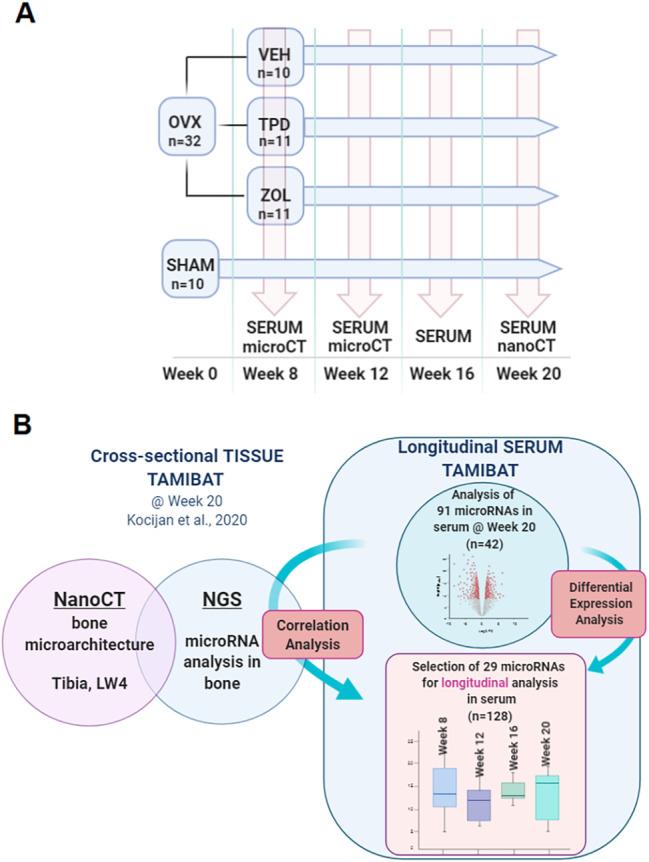 https://cdn.ncbi.nlm.nih.gov/pmc/blobs/0d30/8252367/405f960c068a/JBMR-36-1131-g004.jpg