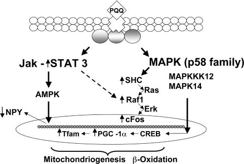https://cdn.ncbi.nlm.nih.gov/pmc/blobs/0d33/2907713/110e447131fc/bic415i005.jpg