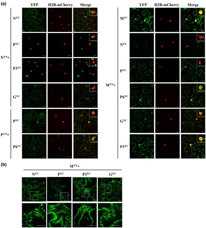 https://cdn.ncbi.nlm.nih.gov/pmc/blobs/0d33/8435229/aaaa1799f161/MPP-22-1271-g003.jpg