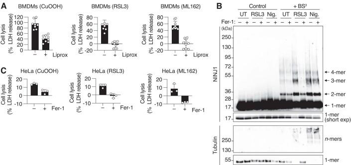 https://cdn.ncbi.nlm.nih.gov/pmc/blobs/0d35/10987646/2872d1c363c6/44318_2024_55_Fig7_ESM.jpg