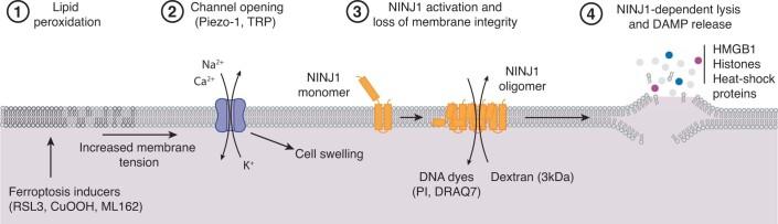 https://cdn.ncbi.nlm.nih.gov/pmc/blobs/0d35/10987646/2951b03f84e3/44318_2024_55_Fig11_ESM.jpg