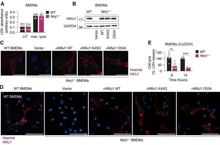 https://cdn.ncbi.nlm.nih.gov/pmc/blobs/0d35/10987646/97b2dbf6740b/44318_2024_55_Fig8_ESM.jpg