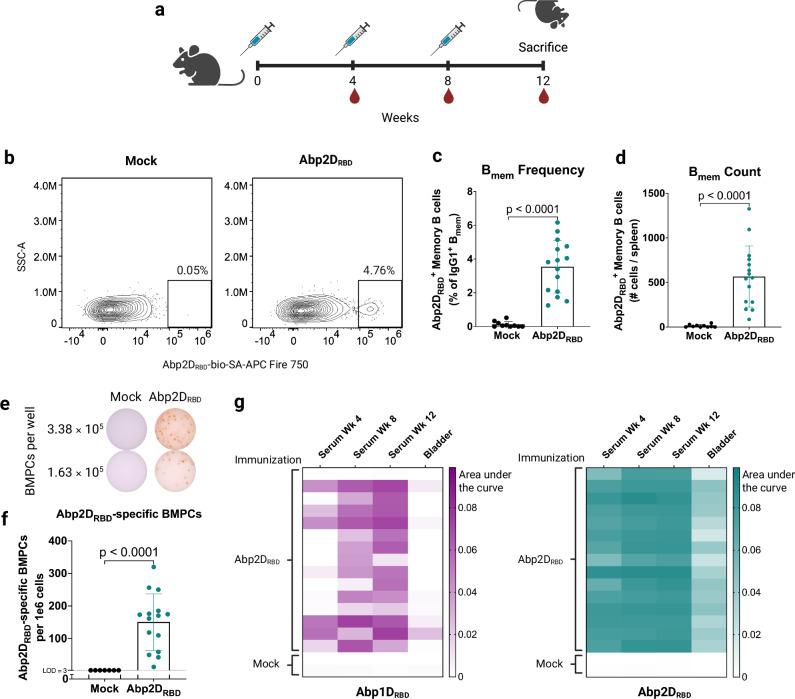 https://cdn.ncbi.nlm.nih.gov/pmc/blobs/0d36/12335481/b4c08df1a6e6/41467_2025_62402_Fig4_HTML.jpg