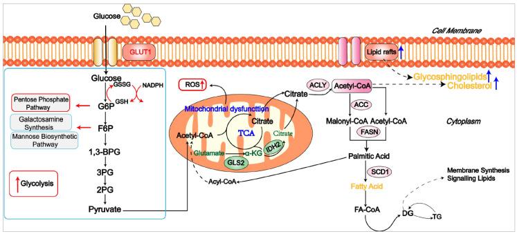 https://cdn.ncbi.nlm.nih.gov/pmc/blobs/0d39/10340733/091619a69edc/cells-12-01800-g004.jpg