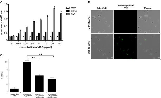 https://cdn.ncbi.nlm.nih.gov/pmc/blobs/0d3a/6370948/675c9521346a/fimmu-09-03159-g0002.jpg