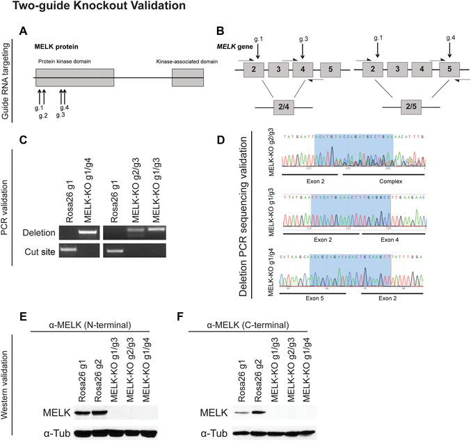 https://cdn.ncbi.nlm.nih.gov/pmc/blobs/0d3e/9286421/6594611404b4/CPMB-128-0-g001.jpg
