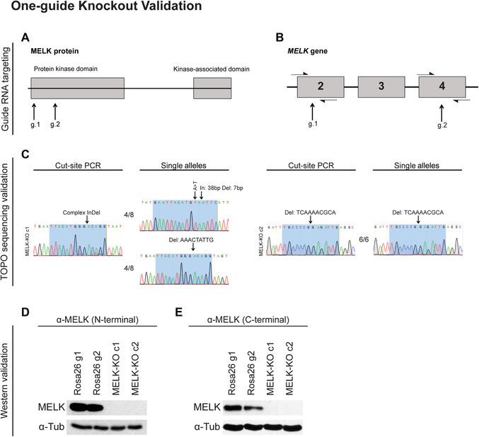https://cdn.ncbi.nlm.nih.gov/pmc/blobs/0d3e/9286421/c8e2cc2440c9/CPMB-128-0-g003.jpg