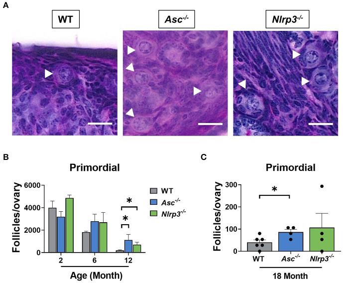 https://cdn.ncbi.nlm.nih.gov/pmc/blobs/0d41/7905095/425170a9c64f/fcell-08-628473-g0005.jpg