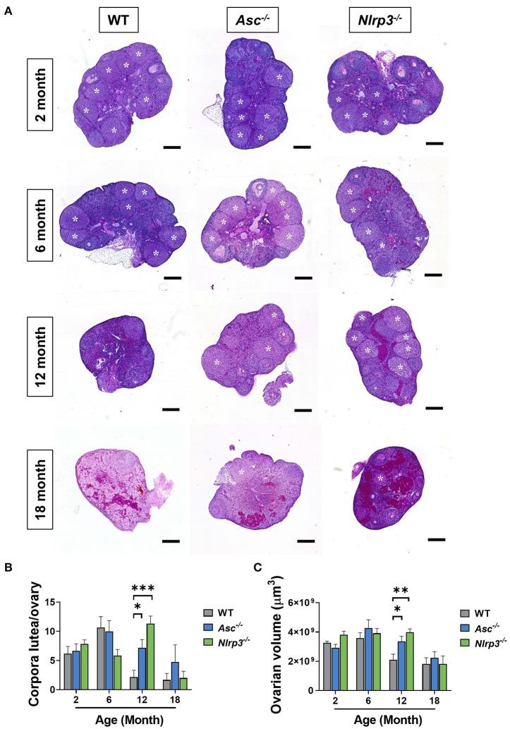 https://cdn.ncbi.nlm.nih.gov/pmc/blobs/0d41/7905095/94f551511de0/fcell-08-628473-g0007.jpg