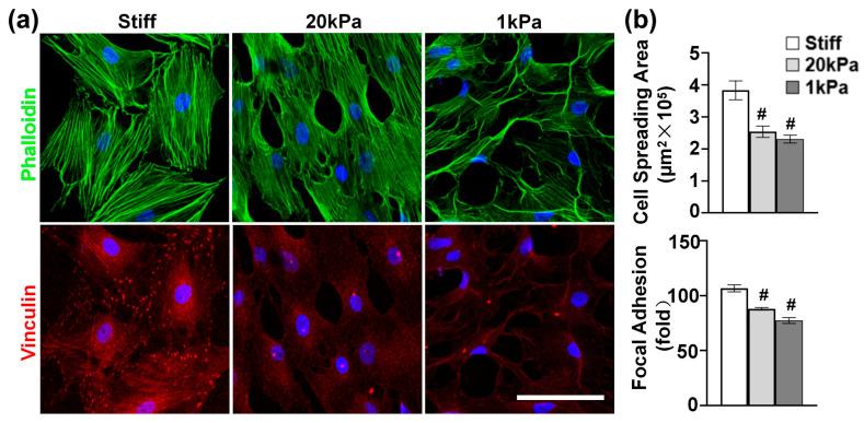 https://cdn.ncbi.nlm.nih.gov/pmc/blobs/0d44/12025518/09600e42d412/cells-14-00611-g002.jpg