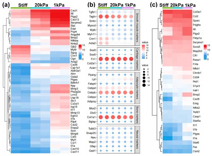 https://cdn.ncbi.nlm.nih.gov/pmc/blobs/0d44/12025518/2c0bf69d77a9/cells-14-00611-g005.jpg