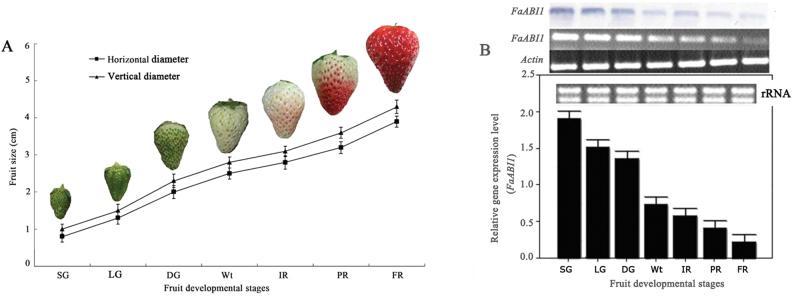 https://cdn.ncbi.nlm.nih.gov/pmc/blobs/0d45/3617833/e2a95dbf8235/exbotj_ert028_f0002.jpg