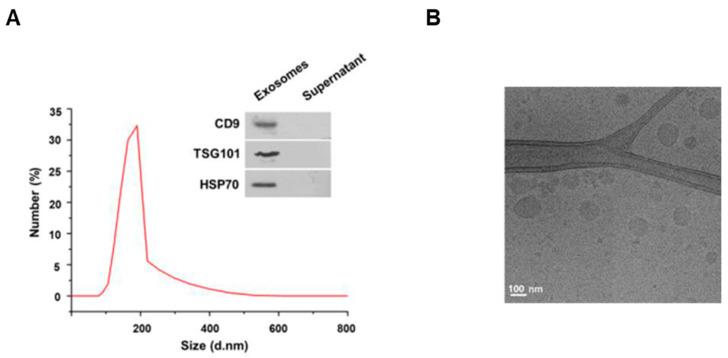 https://cdn.ncbi.nlm.nih.gov/pmc/blobs/0d47/8616206/7321fbfbbbd0/cells-10-02848-g001.jpg