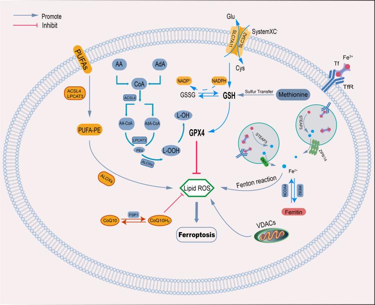 https://cdn.ncbi.nlm.nih.gov/pmc/blobs/0d48/9549801/ac2dba08b86a/JMDH-15-2261-g0001.jpg