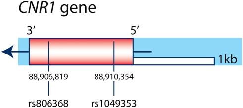 https://cdn.ncbi.nlm.nih.gov/pmc/blobs/0d4b/2601032/75aebc124ea3/pone.0003969.g001.jpg