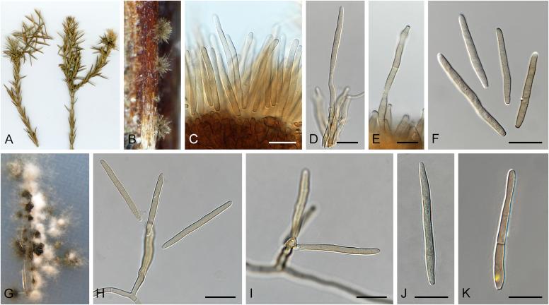 https://cdn.ncbi.nlm.nih.gov/pmc/blobs/0d4c/5693839/ac1cc630bf0a/gr37.jpg
