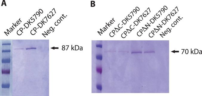 https://cdn.ncbi.nlm.nih.gov/pmc/blobs/0d4d/3871642/89f51ead9273/pone.0082978.g004.jpg