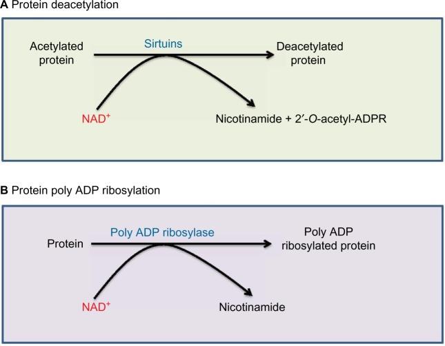 https://cdn.ncbi.nlm.nih.gov/pmc/blobs/0d4f/4869616/b29ae5a479aa/dmso-9-145Fig3.jpg