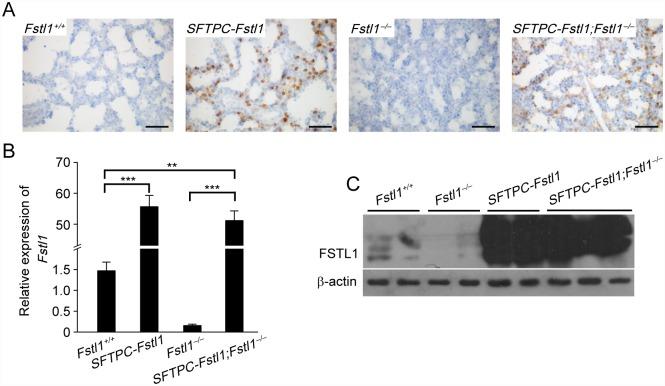 https://cdn.ncbi.nlm.nih.gov/pmc/blobs/0d4f/4927184/6449391a17e9/pone.0158385.g002.jpg