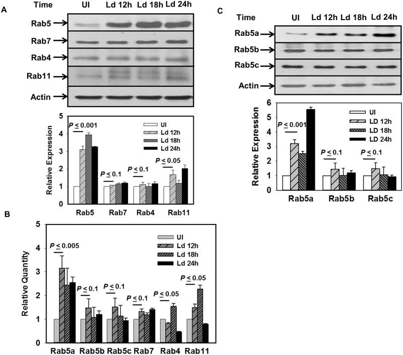 https://cdn.ncbi.nlm.nih.gov/pmc/blobs/0d4f/5501680/18c502efae81/ppat.1006459.g001.jpg