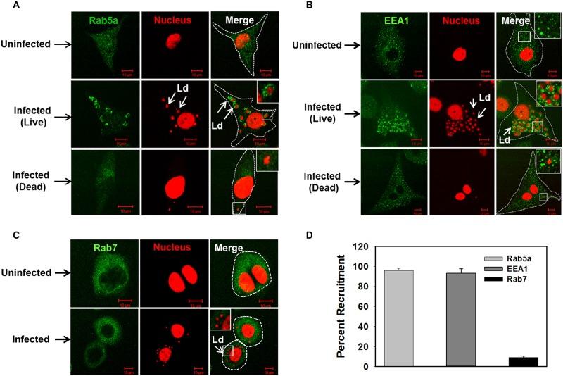 https://cdn.ncbi.nlm.nih.gov/pmc/blobs/0d4f/5501680/192cb936a138/ppat.1006459.g004.jpg