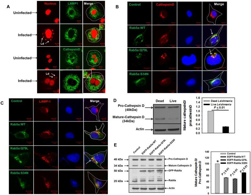 https://cdn.ncbi.nlm.nih.gov/pmc/blobs/0d4f/5501680/5332e408e969/ppat.1006459.g007.jpg