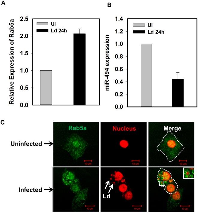 https://cdn.ncbi.nlm.nih.gov/pmc/blobs/0d4f/5501680/a1809cbb13dd/ppat.1006459.g005.jpg