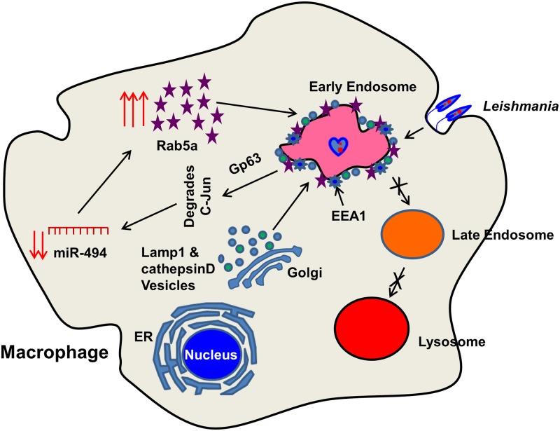 https://cdn.ncbi.nlm.nih.gov/pmc/blobs/0d4f/5501680/a95dd5a7a187/ppat.1006459.g009.jpg