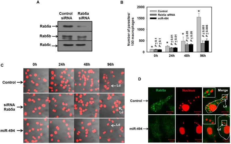 https://cdn.ncbi.nlm.nih.gov/pmc/blobs/0d4f/5501680/ff4bce0b5135/ppat.1006459.g008.jpg