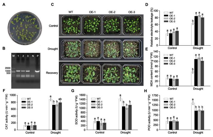 https://cdn.ncbi.nlm.nih.gov/pmc/blobs/0d50/12252163/48b8968a882b/plants-14-01968-g004.jpg