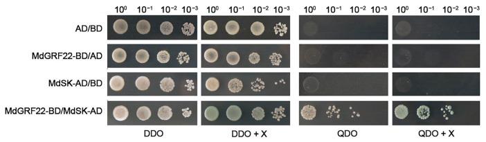 https://cdn.ncbi.nlm.nih.gov/pmc/blobs/0d50/12252163/5f1fb141ab09/plants-14-01968-g003.jpg