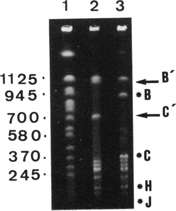 https://cdn.ncbi.nlm.nih.gov/pmc/blobs/0d5f/207466/3f11c71cf5da/jbacter00089-0087-a.jpg