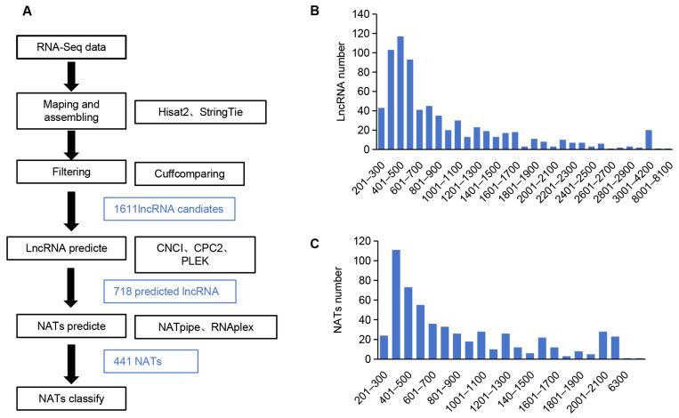 https://cdn.ncbi.nlm.nih.gov/pmc/blobs/0d60/11172604/9d11a601978d/ijms-25-06043-g009.jpg
